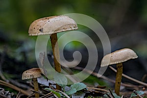 ÃÂ¡loseup of forest autumn 3 mushrooms in macro